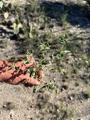 Croton monanthogynus