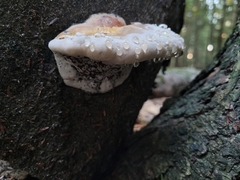Fomitopsis pinicola