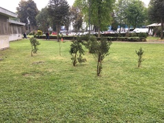 Luma apiculata