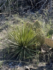 Yucca reverchonii