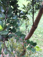 Luma apiculata