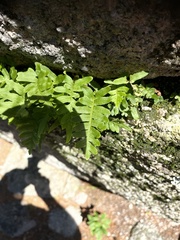 Polypodium virginianum