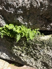 Polypodium virginianum
