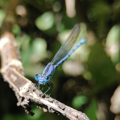 Argia extranea