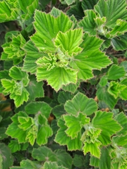 Pelargonium cucullatum