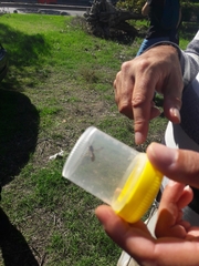 Vespula germanica