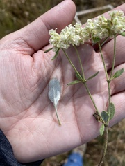 Eriogonum jamesii