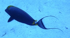 Naso elegans