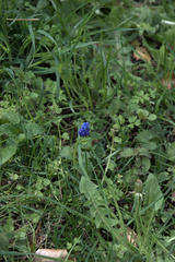 Muscari