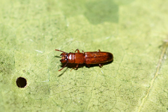 Prostomis mandibularis