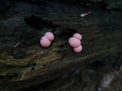 Lycogala epidendrum