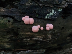 Lycogala epidendrum