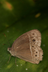 Mycalesis perseus