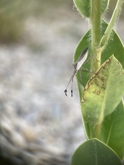 Chariesterus antennator