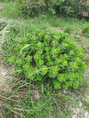 Pelargonium cucullatum