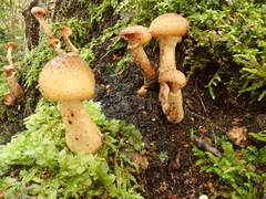 Armillaria borealis