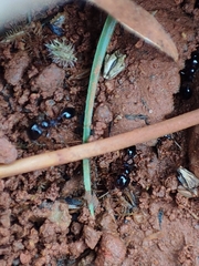 Trichomyrmex