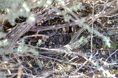 Bitis arietans arietans
