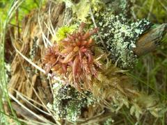 Sphagnum magellanicum