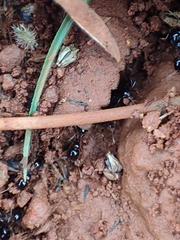 Trichomyrmex