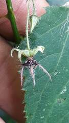 Byttneria urticifolia