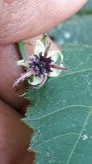 Byttneria urticifolia