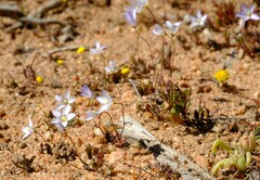 Wahlenbergia androsacea