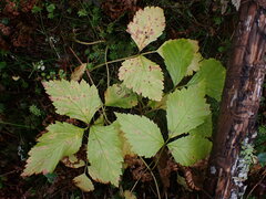 Sphaerulina westendorpii