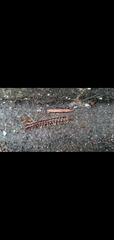 Diplopoda