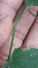 Byttneria urticifolia