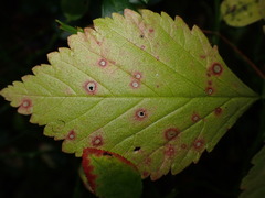 Sphaerulina westendorpii