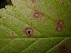 Sphaerulina westendorpii