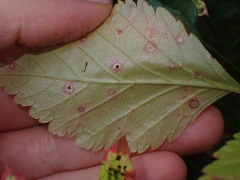Sphaerulina westendorpii