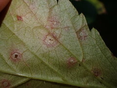 Sphaerulina westendorpii