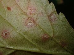 Sphaerulina westendorpii