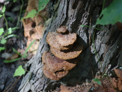 Fuscoporia
