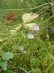 Mycena galopus