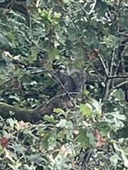 Sciurus carolinensis