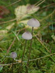 Mycena galopus