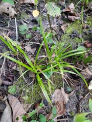 Carex sylvatica