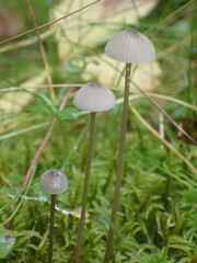 Mycena galopus
