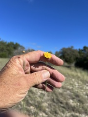 Thelesperma simplicifolium