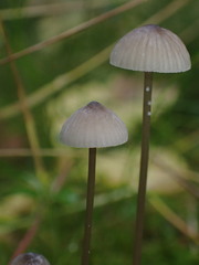 Mycena galopus