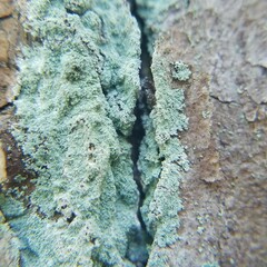 Lepraria harrisiana