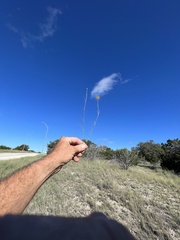 Thelesperma simplicifolium