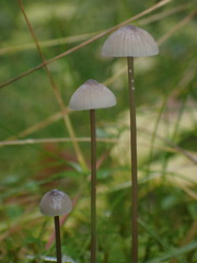 Mycena galopus