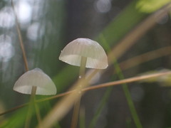 Mycena galopus