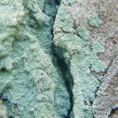Lepraria harrisiana