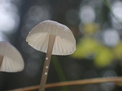 Mycena galopus