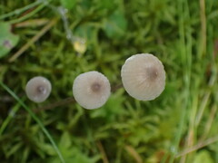 Mycena galopus